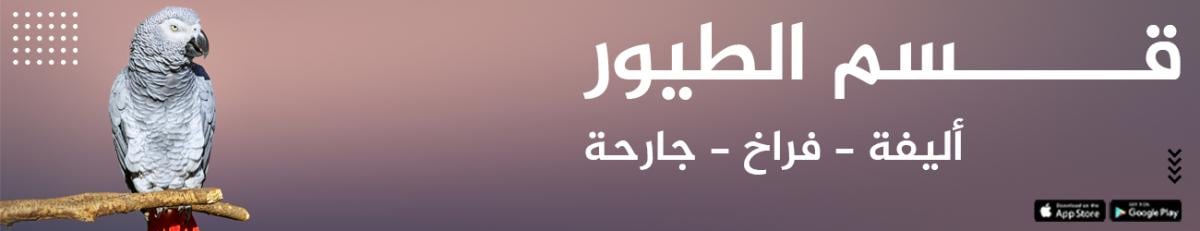 Banner 4