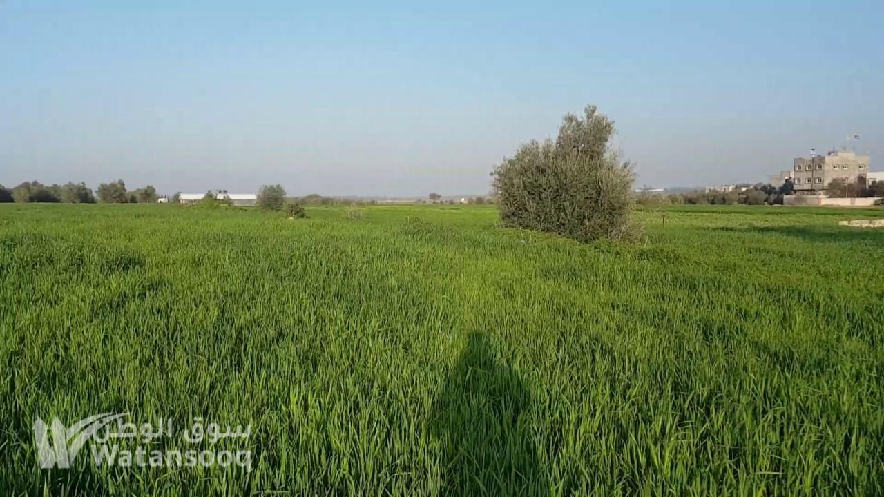 ارض للبيع جنوب شارع البتراء