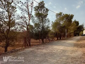 ارض مزروعة للبيع جنوب عمان