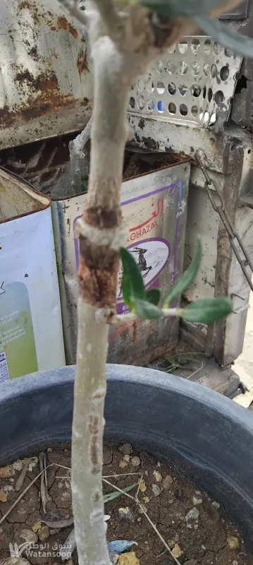 مشتل وادي الغفر اربد